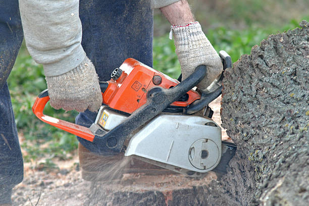 Best Tree Preservation Services  in Devens, MA