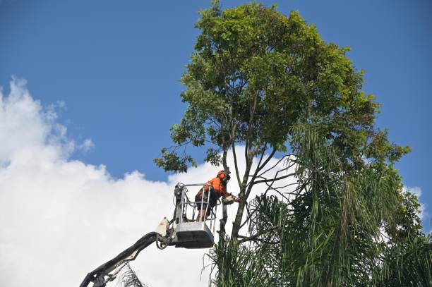 Best Tree and Shrub Care  in Devens, MA