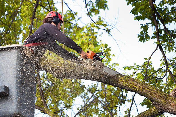 Best Leaf Removal  in Devens, MA